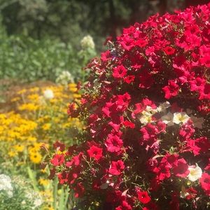 Meet your Posher, Donna